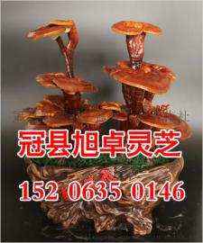 山东旭卓灵芝种植的灵芝盆景远销全国各地 质量有保证