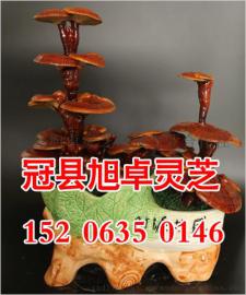 观赏灵芝盆景栽培与加工 灵芝盆景厂家直销批发