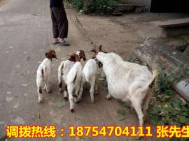 波尔山羊供应 山羊养殖