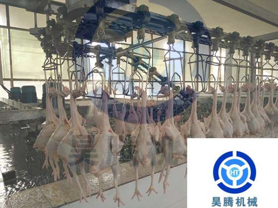 昊腾机械中小型宰鸡设备宰杀工序