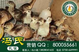 广东蓝孔雀孔雀养殖技术批发全国供应