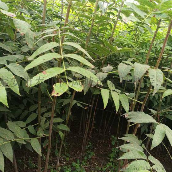 河南香椿苗基地 河南哪里卖香椿苗