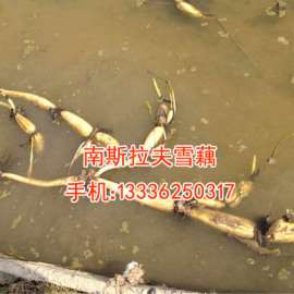南斯拉夫雪藕