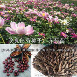 改良白芍苗 芍药苗 亳州赤芍苗价格批发 赤芍苗