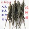 天龙壁虎爬墙虎干动物类中药材批发