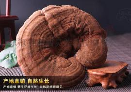 山东赤灵芝孕妇能吃吗 哪些人不适合吃