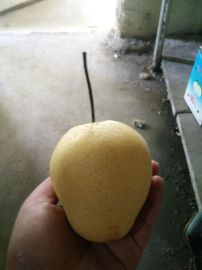 雪花梨产地供应 型号齐全 质量保证