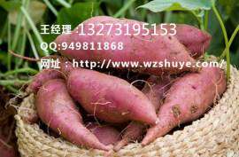 双鸭山烟薯25红薯报价 双鸭山烟薯25红薯价格