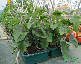 天津屋顶绿化项目工程_全自动灌溉系统蓄排水种植盆招商代理