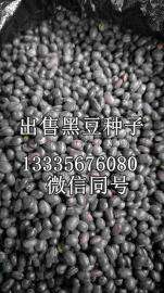 供应黑豆种子价格|黑豆种子图片