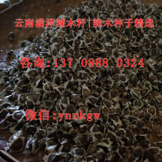 辣木籽骗局，辣木籽骗局揭秘，辣木籽骗局炒作