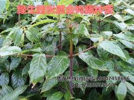 高产优质钩藤苗，种植管理简单