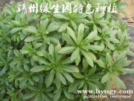特色蔬菜养心菜苗供应