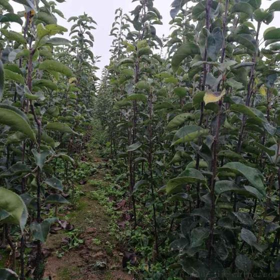 出售梨树苗 早酥红梨树苗 自产自销 价格优惠