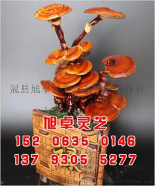 创意灵芝盆景养殖 灵芝盆景厂家 旭卓灵芝