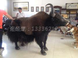 意义仿真动物牦牛标本模型仿真牦牛1：1标本影视道具