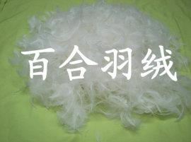 水洗白鸭毛