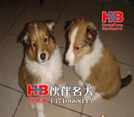 广州哪里有卖苏格兰牧羊犬价格多少 苏牧犬价钱多少 苏牧幼犬好养吗