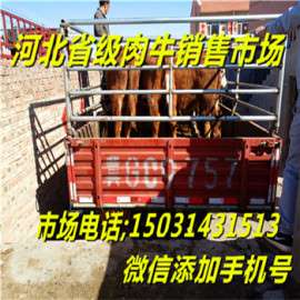 河南省肉牛交易市场 肉牛行情-养殖