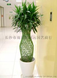 富贵笼（长沙创远园艺商行、长沙花卉租赁租摆公司、长沙办公室室内大型绿植盆栽盆栽)