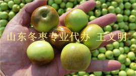 鲜脆枣产地供应商