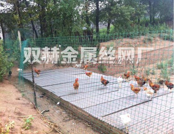 供应阜阳绿色养鸡专用铁网生产厂家