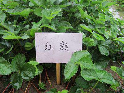 红颜草莓苗 2017年红颜草莓苗价格 白草莓苗价格