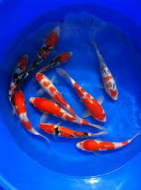 水族宠物锦鲤