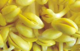 新农村绿色豆芽菜—小金黄豆芽