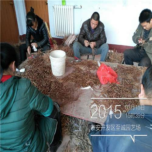 青脆李李子苗，青脆李李子苗价格，青脆李李子苗批发