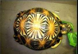 辐射龟