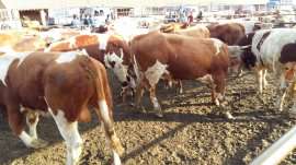 昆明肉牛价格一个牛犊多少钱