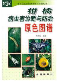 桔子树种植技术视频教程柑桔栽培修剪柑橘种植技术视频大全
