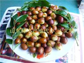 山东特产金丝小枣基地