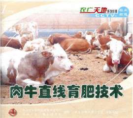 西门塔尔牛养殖技术视频大全肉牛育肥技术教程