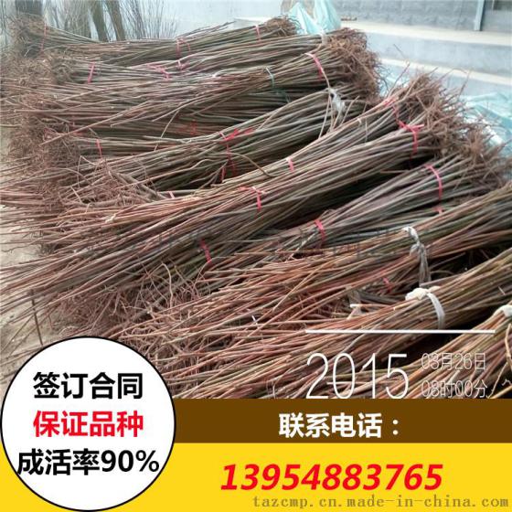红香椿树苗 红香椿树苗价格价格
